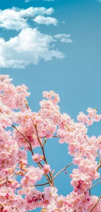 This mobile live wallpaper showcases a picturesque tree bursting with pink flowers set against a calm blue sky