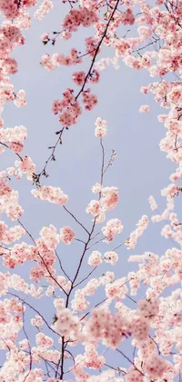 Flower Sky Daytime Live Wallpaper