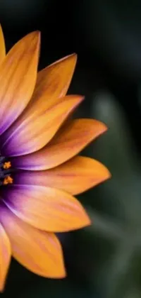 This phone live wallpaper showcases a vibrant yellow and purple flower in stunning detail