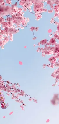Flower Sky Petal Live Wallpaper