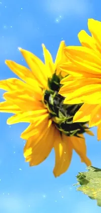 Sun Flower Live Wallpaper