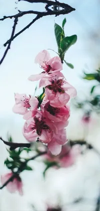 Embrace romanticism with this exquisite live wallpaper for your phone! Featuring a stunning perspective shot of a pink flower on a tree, this wallpaper gives off the ultimate spring vibes