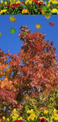 Fall Tree Live Wallpaper