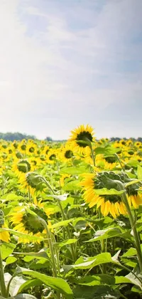 sunflower field  Live Wallpaper