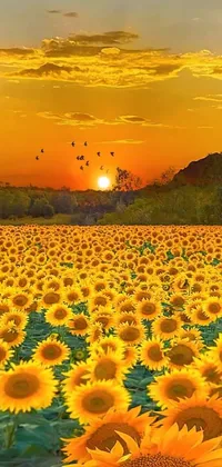 This lively phone wallpaper showcases a stunning sunflower field with a charming background of a sunset