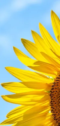 Enhance your phone screen with a beautiful live wallpaper featuring a stunning sunflower close-up against a vibrant blue sky