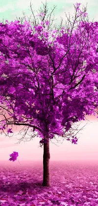 Flower Sky Purple Live Wallpaper
