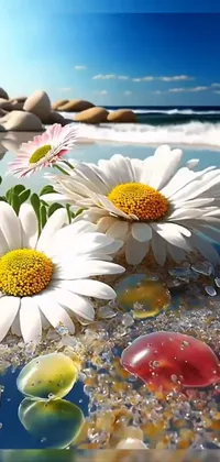 This stunning phone live wallpaper features photorealistic chamomile flowers on a sandy beach with crystal clear water