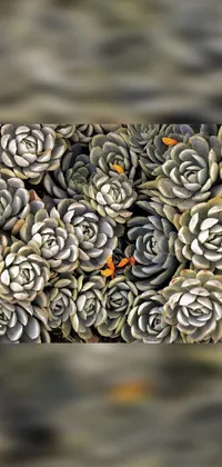Flower Textile Petal Live Wallpaper