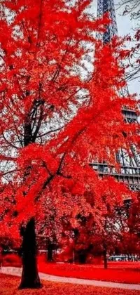 This live wallpaper showcases a vibrant red maple tree against the iconic backdrop of the Eiffel Tower in Paris