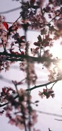 Decorate your phone screen with the beauty of nature with this stunning live wallpaper! Catch the sun rays as it passes through the branches of a cherry tree and creates a soothing, delightful ambiance