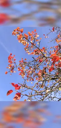 This live phone wallpaper showcases a photograph of a beautiful tree adorned with red autumn leaves set against a serene blue sky