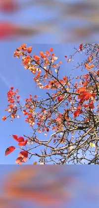 This live wallpaper displays a captivating photo of a red-leaved tree set against a blue sky, featuring clathrus-ruber leaves as the backdrop