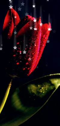 This live phone wallpaper boasts a striking red flower complete with delicate water droplets on its petals