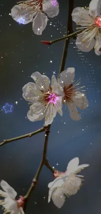 This phone live wallpaper exhibits a close-up of an intricate plum blossom flower against a backdrop of a starry night sky