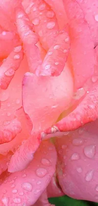 pink petals Live Wallpaper