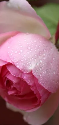This phone live wallpaper showcases a lovely pink rose adorned with refreshing water droplets amidst a gentle rain