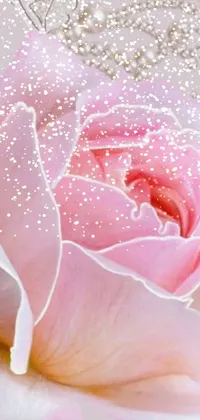 Looking for a stunning phone live wallpaper? Look no further than this close up of a pink rose and pearls