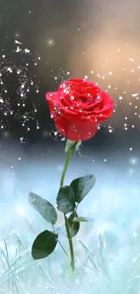 This live phone wallpaper features a stunning red rose set on a green field, with snow-like particles dancing against the backdrop