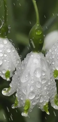 This phone live wallpaper is a stunning image of white flowers with water droplets on them