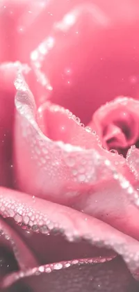 Looking for a mesmerizing live wallpaper for your phone? This close-up of a beautiful pink rose with water droplets is the perfect choice