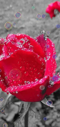 Looking for a romantic and floral-themed live wallpaper for your phone? Look no further than this stunning red rose wallpaper, featuring water droplets and vibrant magenta, crimson, and cyan hues