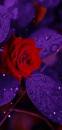 This live wallpaper features a vibrant red rose with water droplets, surrounded by colorful flowers on a dark purple glowing background