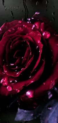 Immerse yourself in a melancholic mood with a digital rendering of a red rose on a rainy day that doubles as a live wallpaper for your phone