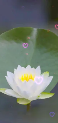This phone live wallpaper showcases a serene and simple portrait of a white waterlily flower resting on a green leaf