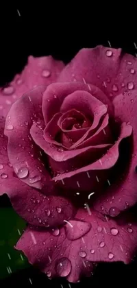 This dark purple live wallpaper features a pink rose covered in water droplets