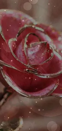 This phone live wallpaper features a red rose on a wooden table, designed in digital rendering