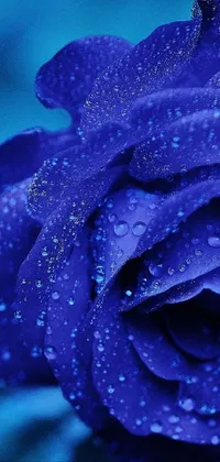 Get lost in the captivating beauty of this mobile live wallpaper featuring a stunning blue rose with water droplets on its intricate petals