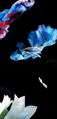 Looking for a stunning <a href="/">live wallpaper for your phone</a>? Check out this visually captivating option featuring two Betta fish in flight! This Betta <a href="/animal-wallpapers/fish-wallpapers">fish wallpaper</a> utilizes video art technology to create a truly mesmerizing scene that is sure to leave a lasting impression