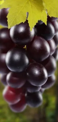 Food Berry Fruit Live Wallpaper