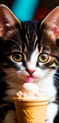 Food Cat Photograph Live Wallpaper