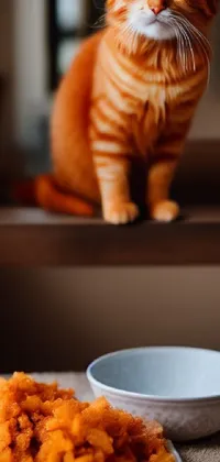 Food Cat Tableware Live Wallpaper