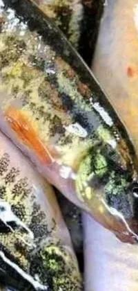 Food Dish Fish Live Wallpaper