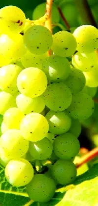 grapes Live Wallpaper