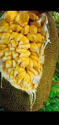 This stunning live wallpaper features a picturesque basket filled with fresh corn, perched on top of a lush, verdant tree