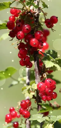 Food Fruit Leaf Live Wallpaper