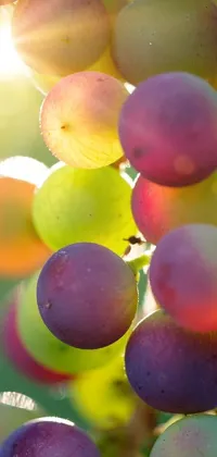 Enhance your phone screen with this mesmerizing live wallpaper featuring vibrant grapes