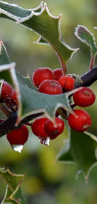 Decorate your phone screen with the stunning natural beauty of this holly branch live wallpaper