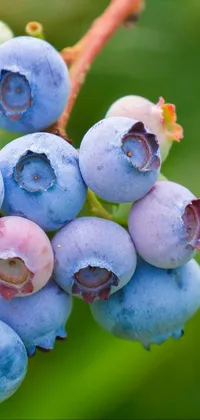 This phone live wallpaper features a close-up macro photograph of ripe blueberries hanging from a branch