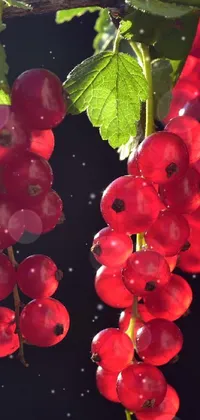 berries Live Wallpaper