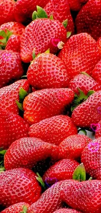 strawberry  Live Wallpaper