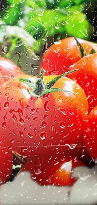 Wet Tomatoes  Live Wallpaper