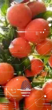 Food Natural Foods Plant Live Wallpaper