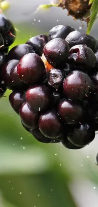 This phone live wallpaper features a stunning digital rendering of ripe blackberries growing on a tree