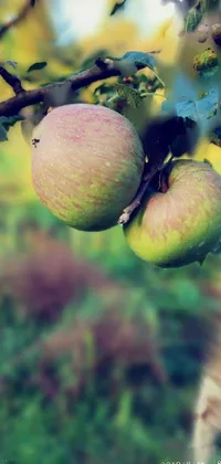 Transform your phone's screen into a serene late summer evening with this vibrant live wallpaper featuring two apples hanging from a tree branch