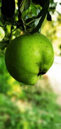 This phone live wallpaper showcases a stunning close up of a green apple on a tree branch